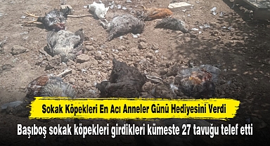 Sokak Köpekleri En Acı Anneler Günü Hediyesini Verdi