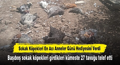 Sokak Köpekleri En Acı Anneler Günü Hediyesini Verdi