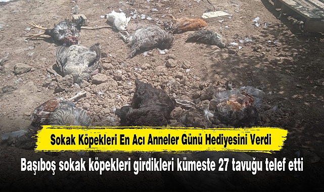 Sokak Köpekleri En Acı Anneler Günü Hediyesini Verdi
