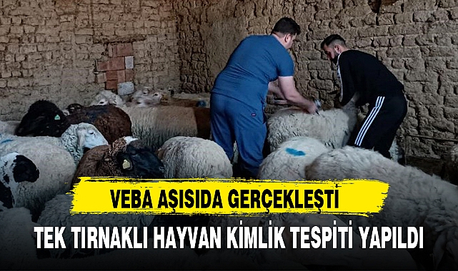 TEK TIRNAKLI HAYVAN KİMLİK TESPİTİ YAPILDI