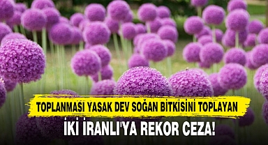 Toplanması Yasak Dev Soğan Bitkisini Toplayan İki İranlı'ya Rekor Ceza!