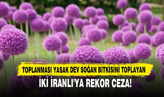 Toplanması Yasak Dev Soğan Bitkisini Toplayan İki İranlı'ya Rekor Ceza!