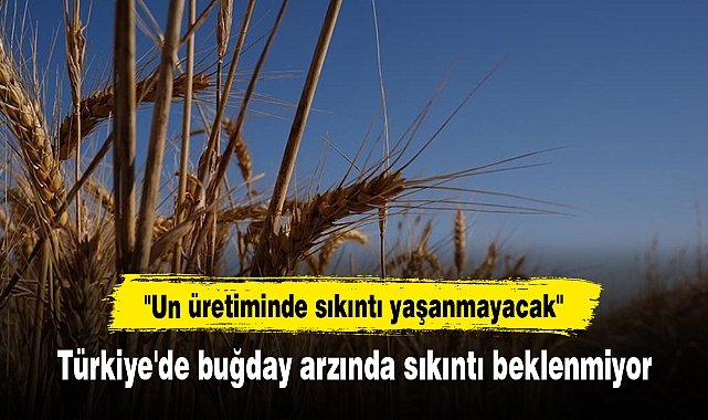 Türkiye'de buğday arzında sıkıntı beklenmiyor