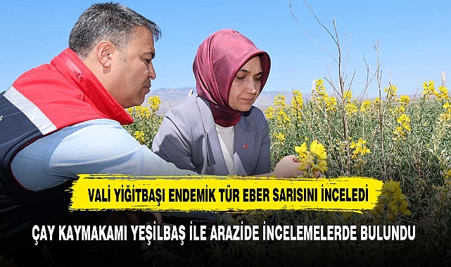 VALİ YİĞİTBAŞI EBER SARISINI İNCELEDİ