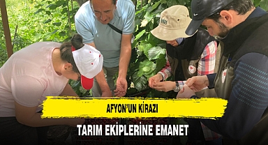 Afyon'un Kirazı Tarım Ekiplerine Emanet