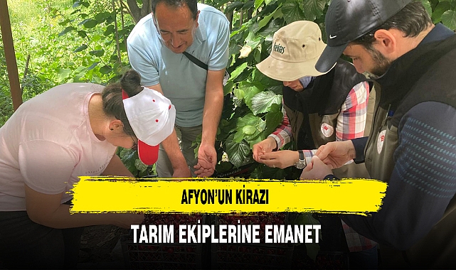 Afyon'un Kirazı Tarım Ekiplerine Emanet