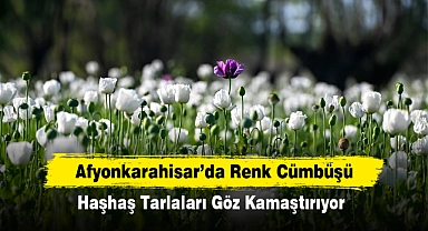 Afyonkarahisar'da Renk Cümbüşü: Haşhaş Tarlaları Göz Kamaştırıyor