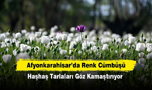 Afyonkarahisar'da Renk Cümbüşü: Haşhaş Tarlaları Göz Kamaştırıyor