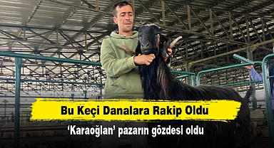 Bu Keçi Danalara Rakip Oldu! 'Karaoğlan' pazarın gözdesi oldu