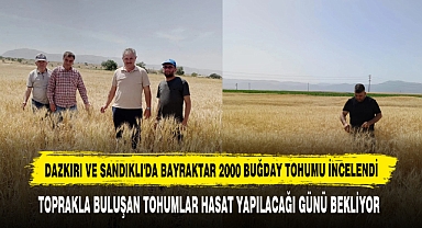 Dazkırı Ve Sandıklı'da Bayraktar 2000 Buğday Tohumu İncelendi