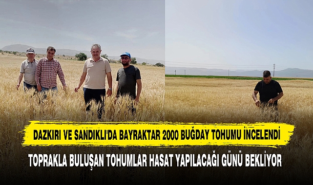 Dazkırı Ve Sandıklı'da Bayraktar 2000 Buğday Tohumu İncelendi