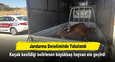 Jandarma Denetiminde Yakalandı: Kaçak kesildiği belirlenen büyükbaş hayvan ele geçirdi