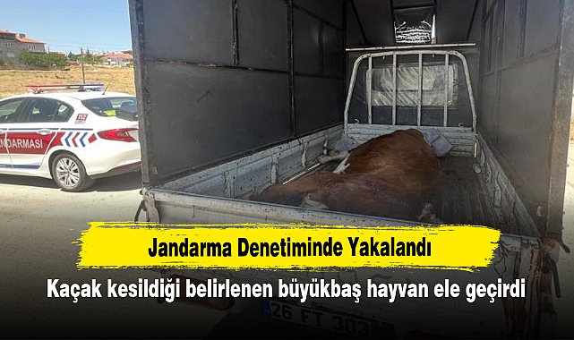 Jandarma Denetiminde Yakalandı: Kaçak kesildiği belirlenen büyükbaş hayvan ele geçirdi
