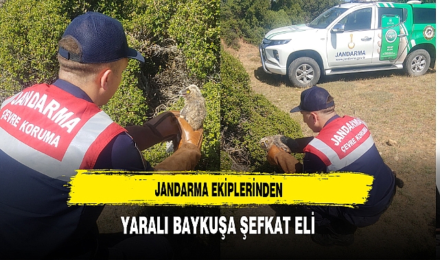 Jandarma Ekiplerinden Yaralı Baykuşa Şefkat Eli