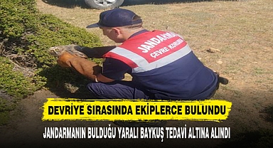 JANDARMANIN BULDUĞU YARALI BAYKUŞ TEDAVİ ALTINA ALINDI