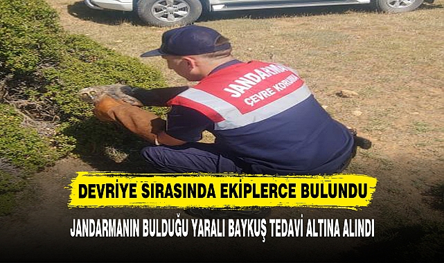 JANDARMANIN BULDUĞU YARALI BAYKUŞ TEDAVİ ALTINA ALINDI