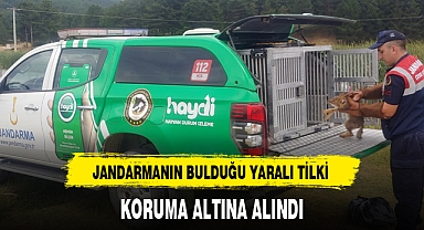 JANDARMANIN BULDUĞU YARALI TİLKİ KORUMA ALTINA ALINDI
