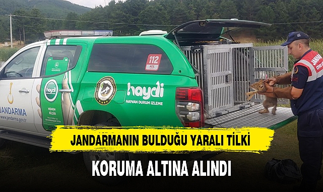 JANDARMANIN BULDUĞU YARALI TİLKİ KORUMA ALTINA ALINDI