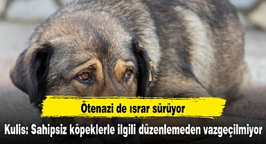 Kulis: Sahipsiz köpeklerle ilgili düzenlemeden vazgeçilmiyor, ötenazi de ısrar sürüyor