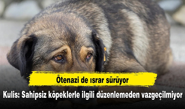 Kulis: Sahipsiz köpeklerle ilgili düzenlemeden vazgeçilmiyor, ötenazi de ısrar sürüyor