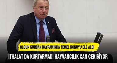 OLGUN İKTİDARI KURBANLIK HAYVAN ÜZERİNDEN ELEŞTİRDİ.