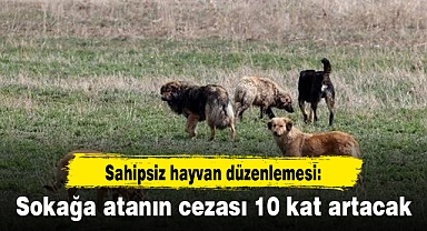 Sahipsiz hayvan düzenlemesi: Sokağa atanın cezası 10 kat artacak