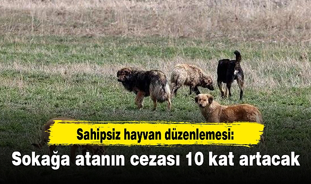 Sahipsiz hayvan düzenlemesi: Sokağa atanın cezası 10 kat artacak