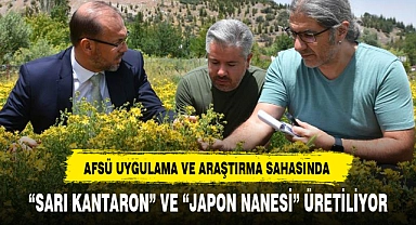 "SARI KANTARON" VE "JAPON NANESİ" ÜRETİLİYOR