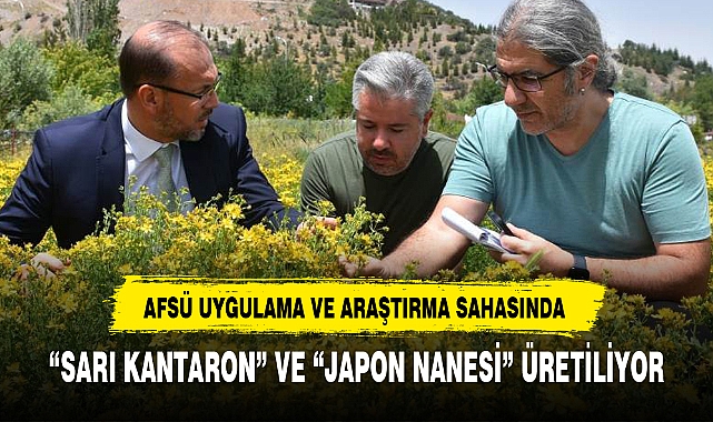 "SARI KANTARON" VE "JAPON NANESİ" ÜRETİLİYOR