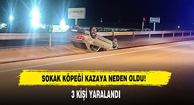 Sokak Köpeği Kazaya Neden Oldu!