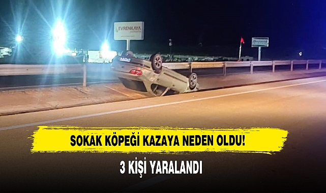 Sokak Köpeği Kazaya Neden Oldu!