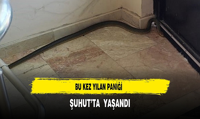 Şuhut'ta Yılan Paniği Yaşandı