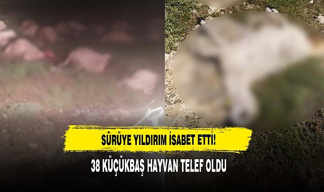 Sürüye Yıldırım İsabet Etti: 38 Küçükbaş Hayvan Telef Oldu!