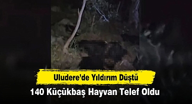 Uludere’de Yıldırım Düştü: 140 Küçükbaş Hayvan Telef Oldu
