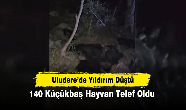Uludere’de Yıldırım Düştü: 140 Küçükbaş Hayvan Telef Oldu