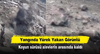 Yangında Yürek Yakan Görüntü: Koyun sürüsü alevlerin arasında kaldı