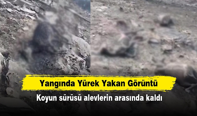 Yangında Yürek Yakan Görüntü: Koyun sürüsü alevlerin arasında kaldı