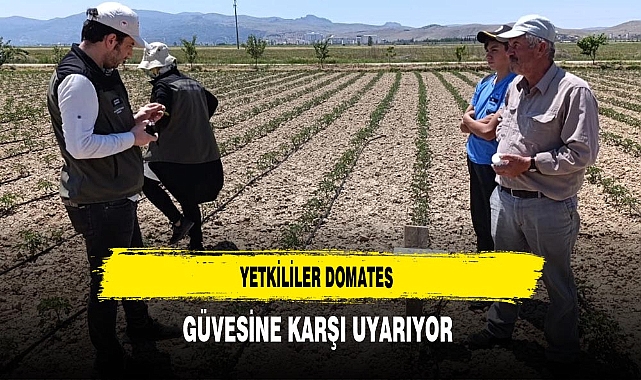 Yetkililer Domates Güvesine Karşı Uyarıyor