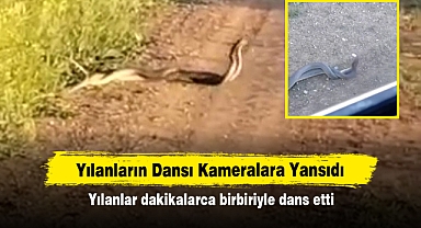 Yılanların Dansı Kameralara Yansıdı: Yılanlar dakikalarca birbiriyle dans etti!