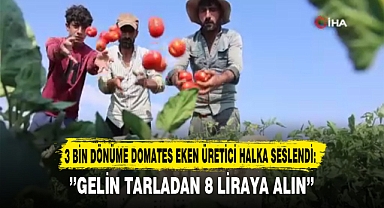 3 BİN DÖNÜME DOMATES EKEN ÜRETİCİ HALKA SESLENDİ: ’’GELİN TARLADAN 8 LİRAYA ALIN’’