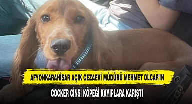 Açık Cezaevi Müdürü Mehmet Olcar'ın Cocker Cinsi Köpeği Kayıp