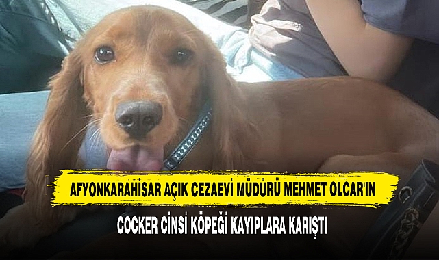 Açık Cezaevi Müdürü Mehmet Olcar'ın Cocker Cinsi Köpeği Kayıp