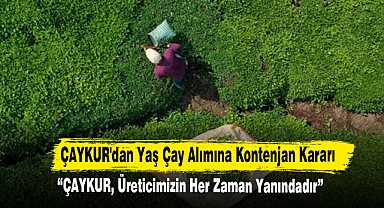 ÇAYKUR'dan Yaş Çay Alımına Kontenjan Kararı