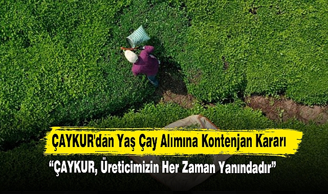 ÇAYKUR'dan Yaş Çay Alımına Kontenjan Kararı