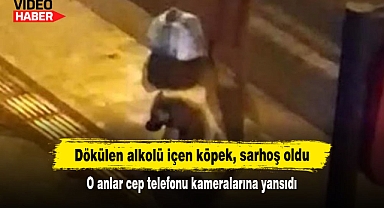 Dökülen alkolü içen köpek, sarhoş oldu! O anlar cep telefonu kameralarına yansıdı...