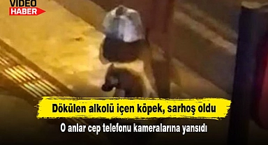 Dökülen alkolü içen köpek, sarhoş oldu!  O anlar cep telefonu kameralarına yansıdı...