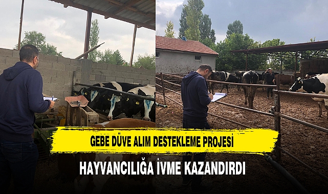 Gebe Düve Alım Destekleme Projesi Hayvancılığa İvme Kazandırdı