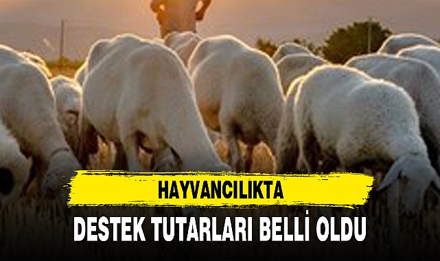 HAYVANCILIKTA DESTEK TUTARLARI BELLİ OLDU