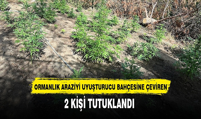 ORMANLIK ARAZİYİ UYUŞTURUCU BAHÇESİNE ÇEVİREN 2 KİŞİ TUTUKLANDI