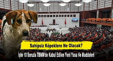 Sahipsiz Köpeklere Ne Olacak: 10 Soruda TBMM'de Kabul Edilen Yeni Yasa